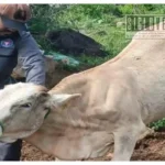 Refuerza la Dirección Municipal de Desarrollo Rural de Huetamo vigilancia sanitaria ante gusano barrenador