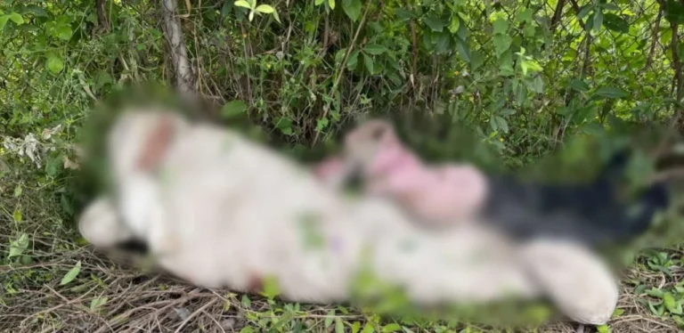 Abandonan a dos hombres asesinados y envueltos en cobijas en Apatzingán